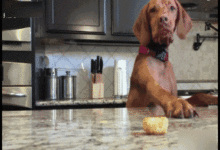 爸爸答應狗子遊戲猜對三次就給桃吃，最後卻自己獨吞了，狗子一下子就暴走了...-頭條楓林網