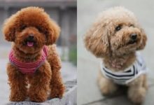 泰迪狗狗毛色變淺，還有什麼方法補救？-頭條楓林網