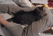 鏟屎官大腿被喵星人看上了,只好給它上貢了這個。。。-頭條楓林網