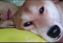 跟女友視頻聊天，男友看到這崩潰的畫面，狗子：我是清白的！-頭條楓林網