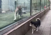 哈士奇：好大的一隻貓咪！你咋進去了，老虎：狼兄！你咋出去的？-頭條楓林網