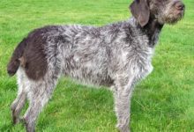 1歲女童被惡狗撕咬脖頸致死，被判立刻執行人道毀滅-頭條楓林網