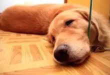 養寵指南 | 高溫無食慾，夏季正確餵養狗狗的秘籍-頭條楓林網