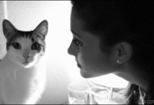 喵星人常規動作背後的秘密#愛寵知識人#-頭條楓林網