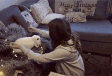 養兔子後的你，就像變了個人。-頭條楓林網