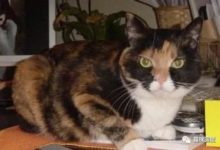 貓咪在欺負白貓，第三隻貓咪想去勸架，結果……-頭條楓林網