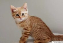 還沒胖的橘貓真是相當靈活-頭條楓林網