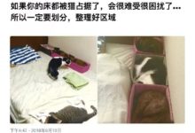 如果你的床被貓佔了，用這一招教你輕鬆劃分區域……-頭條楓林網