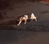 金毛：算了算了，別和這種野路子一般見識。-頭條楓林網