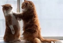 貓咪總是能夠沉著冷靜化險為夷-頭條楓林網