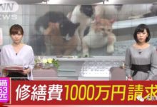 一日本人在租房裡養了53隻貓，被發現後強制趕走並要求賠償1000萬…-頭條楓林網
