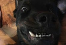 「哨牙狗」屢遭人嫌棄 被收養後卻意外拯救了一個婚姻失敗的家庭-頭條楓林網