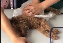 泰迪醫院進行搶救，知道什麼原因後讓人「心酸不已」！-頭條楓林網