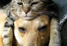 貓咪不吃不喝卻長胖，主人弄不清原因，直到看到鄰居家的母狗-頭條楓林網