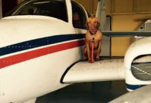 狗狗用最特別的方式，歡迎鏟屎官回家，但主人真有點害怕-頭條楓林網