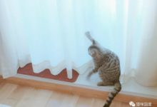 鏟屎官早上起來拉開窗帘，沒想到吃了貓糧-頭條楓林網