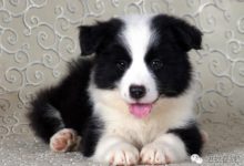 買邊境牧羊犬不是買玩具，你真的準備好了嗎？-頭條楓林網