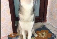 哈士奇最受不了沒空調的日子，真的好過分，二哈在南方熱成了狗-頭條楓林網