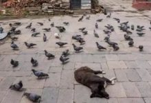 小國家有大愛，尼泊爾的流浪狗和人一樣平等自由！-頭條楓林網