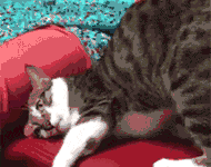 網友家的媽媽在給貓拍屁股，當鏡頭給到貓時，它的表情好搞笑...-頭條楓林網