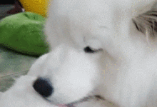 那些喜提二胎的撿屎官，最後都被萌化了！-頭條楓林網