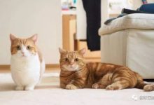 兩隻短腿貓，都不知道是在打架還是在秀恩愛-頭條楓林網