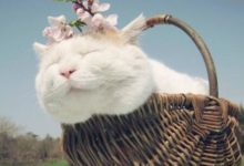 讓貓咪了解外面的世界-頭條楓林網