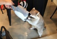 帶了個玩偶去浣熊咖啡廳，被浣熊逮了個正著，網友：果然難逃被搶的命運！-頭條楓林網