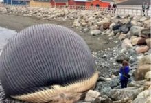 日本海岸驚現巨型藍鯨屍體，隨時有可能爆炸，非常危險！-頭條楓林網