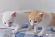 沒想到小貓咪會這麼記仇-頭條楓林網