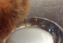 狗狗把貓咪的奶給喝了，貓咪一臉委屈：我一口都沒喝-頭條楓林網