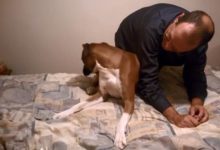 汪星人配合鏟屎官做奇奇怪怪的動作，卻意外戳中了萌點-頭條楓林網