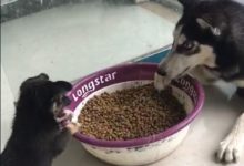 狗界中的「扛把子」要不是還小，不然把二哈都給吃了！-頭條楓林網