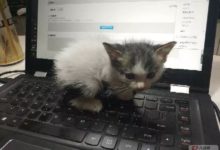 喜大普奔！一下子領回家三個主子！恭喜~你已成功開啟貓奴養成模式……-頭條楓林網