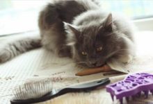 如何讓貓咪享受梳毛的樂趣-頭條楓林網