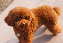 女孩帶剛撿到的泰迪去寵物店，卻因老闆的一句話，讓女孩想把泰迪立刻丟掉-頭條楓林網