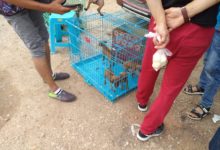 狗市小鹿犬只需要400元一隻,男子的話亮了,商販說出這個價格就後悔了!-頭條楓林網