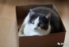 貓咪想進箱子，同伴竟然在幫忙-頭條楓林網