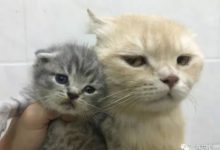 鏟屎官新帶來了兩隻小貓咪，讓它們跟原住貓合影-頭條楓林網