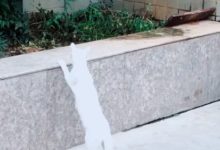 家貓和野貓的區別，從這一點便完全可以看出來！-頭條楓林網