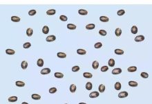 厲害了！PS的新式花樣玩法！-頭條楓林網