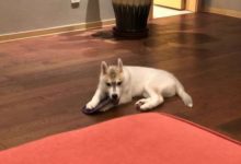 二哈拆家，主人氣得一巴掌呼了上去，下一秒二哈讓她崩潰……-頭條楓林網