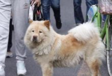 主人假裝和狗狗走失，當狗狗發現主人不見後，一個舉動讓人落淚！-頭條楓林網