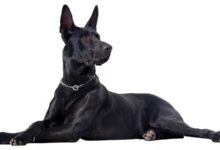 辨別黑狼犬是否純種的方法？-頭條楓林網