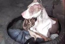 身為看門狗，它連睡覺的權利都沒有，獲救後再次被下毒...-頭條楓林網