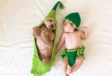 如果孩子不能和狗一起相處，那這些家長都是傻子嗎？-頭條楓林網