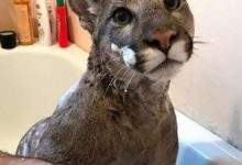 幹了壞事的美洲獅，被主人一通教訓，竟然委屈得像個寶寶…-頭條楓林網