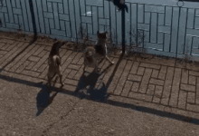 網友聽到一群狗叫聲，跑過去一看之後，眼前這幕令他忍不住笑噴！-頭條楓林網