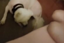 薩摩耶每天五點把女主吵醒，女主竟然用這種方式報復，看完讓人「目瞪口呆」！-頭條楓林網