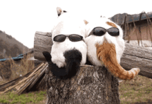 喵哈哈 | 千萬別讓貓咪照鏡子，否則……-頭條楓林網